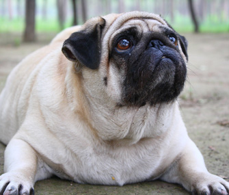 Overweight Pug Overweight Pug